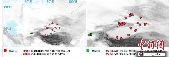 图为该项目所获取天山东西部古人群的线粒体与核基因组分布图。　百博买球 供图