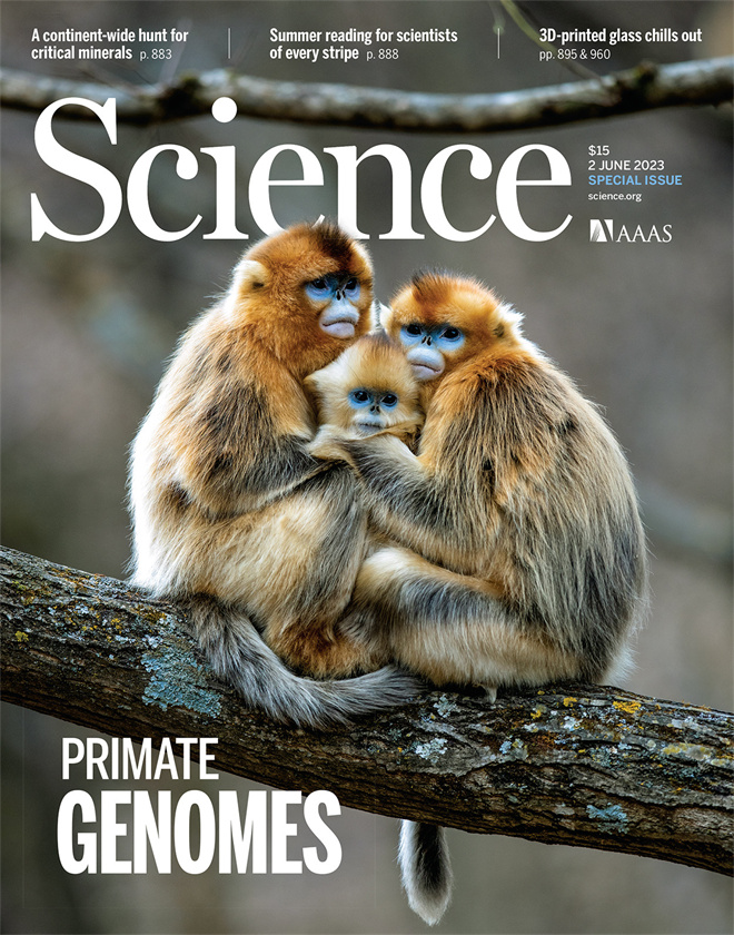 Science封面文章:百博买球金丝猴研究团队首次系统揭示灵长类社会演化之谜_fororder_《自然》封面.JPG