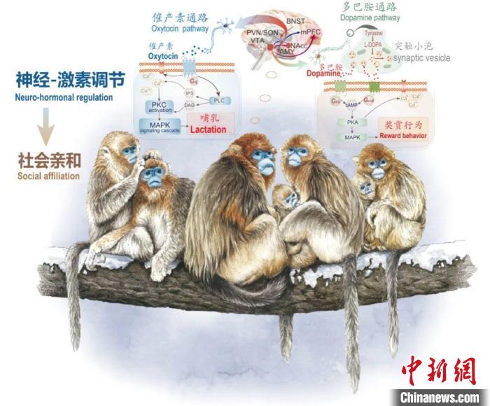 神经-激素调节的适应性变化增强社会亲和力。　百博买球供图