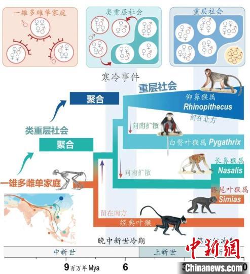 寒冷事件促进亚洲叶猴社会聚合。　百博买球供图