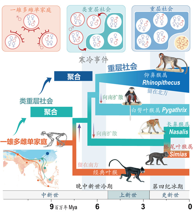 Science封面文章:百博买球金丝猴研究团队首次系统揭示灵长类社会演化之谜_fororder_寒冷事件促进亚洲叶猴社会聚合(供图 齐晓光 赵兰 武进伟)